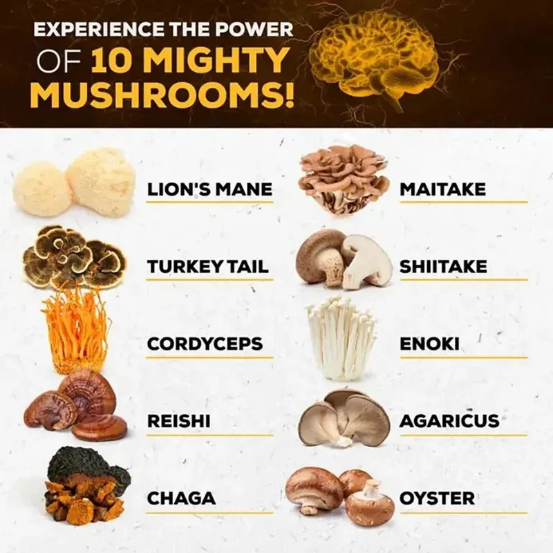 Mushroom Supplement 10x Complex - for Memory Learning Thinking and Concentration. Immunity Energy Brain Health — image 2