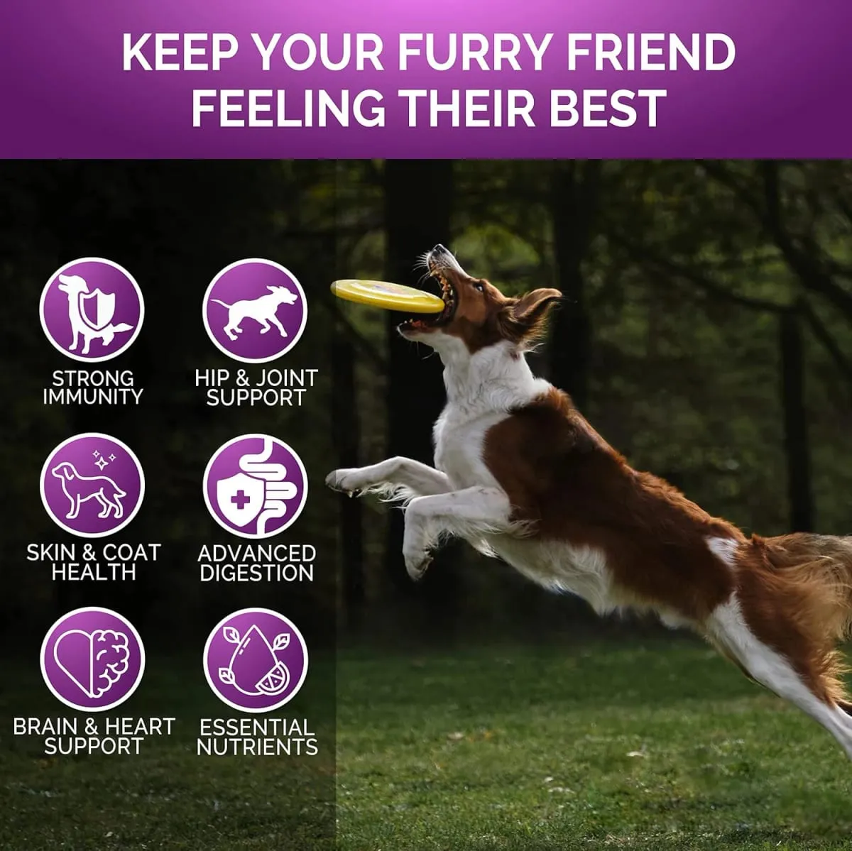 Kıdemli ve Yavru Köpek Multivitamin Takviyesi Çoklu Vitaminler Tavuk Aromalı Evcil Hayvan Eklem Bağışıklığı Hareketlilik Enerji Bağırsak Cilt için Çiğneme